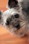 Winston Salem Pet Photographer Dog Photography by Fantasy Photography, LLC