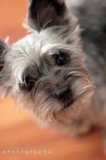 Winston Salem Pet Photographer Dog Photography by Fantasy Photography, LLC