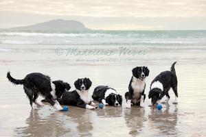 Professional Photo Montages - Pet Photography 