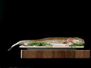 trout